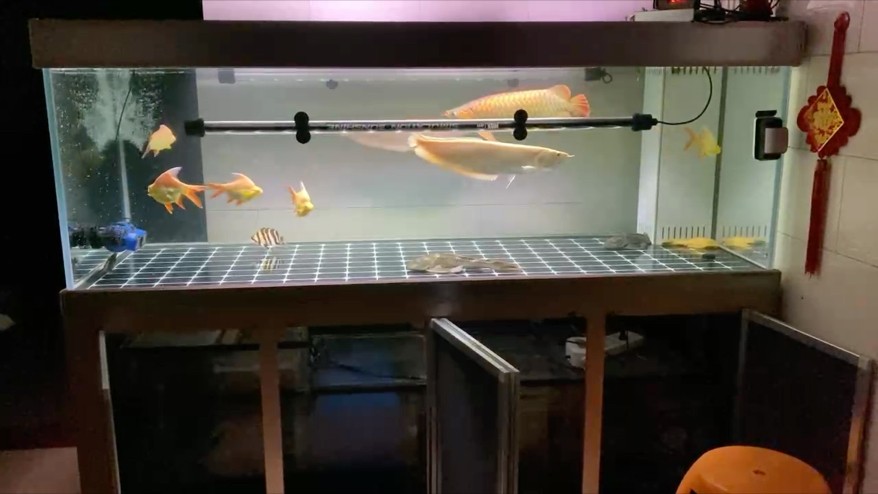 小混養 小混養 龍魚論壇