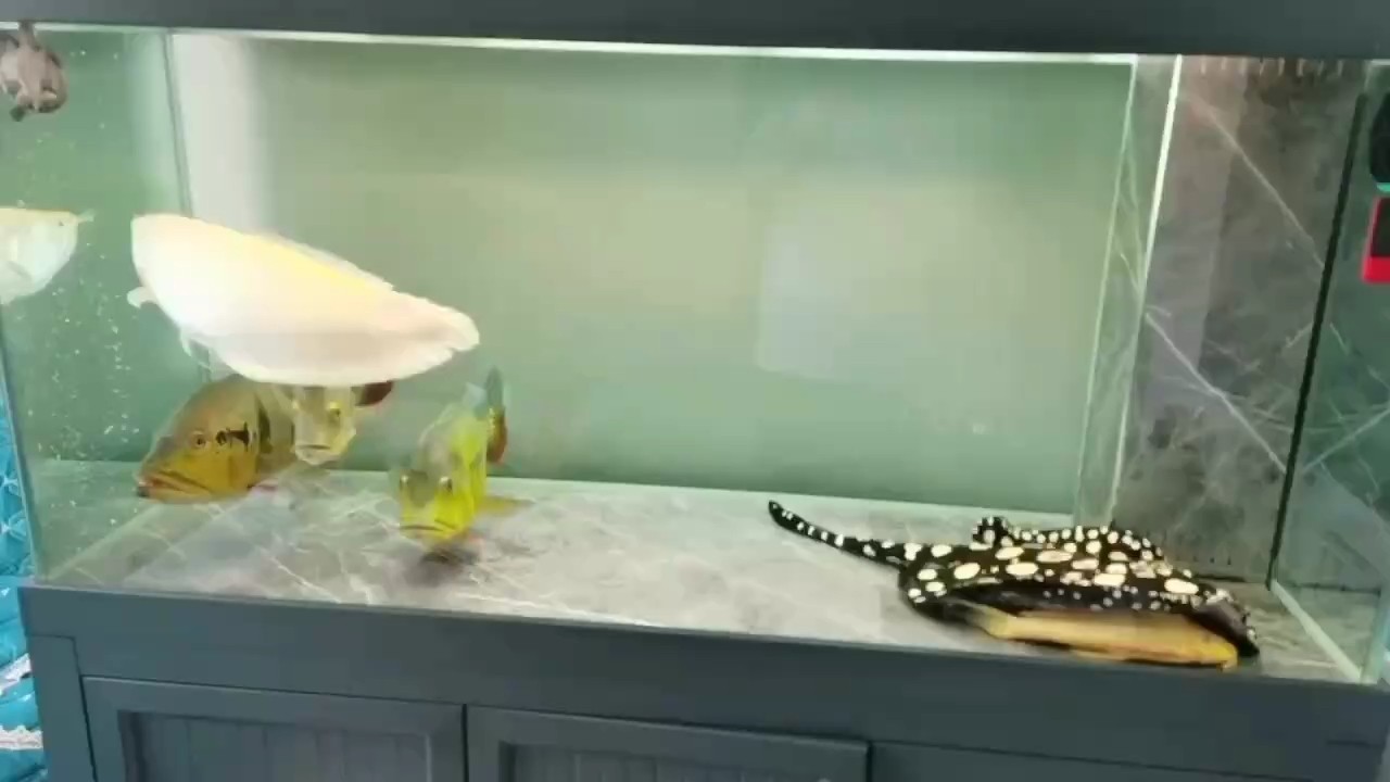 專業魚缸改色板