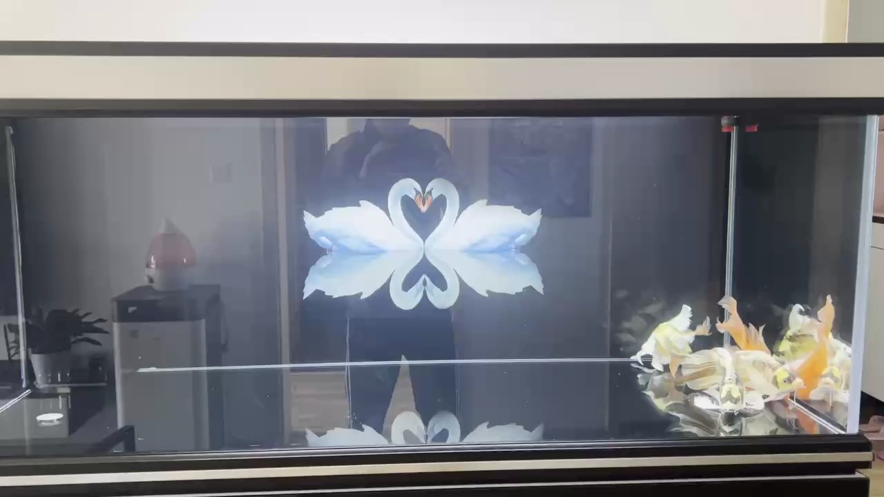 請教這是什么品種得蝴蝶鯉？