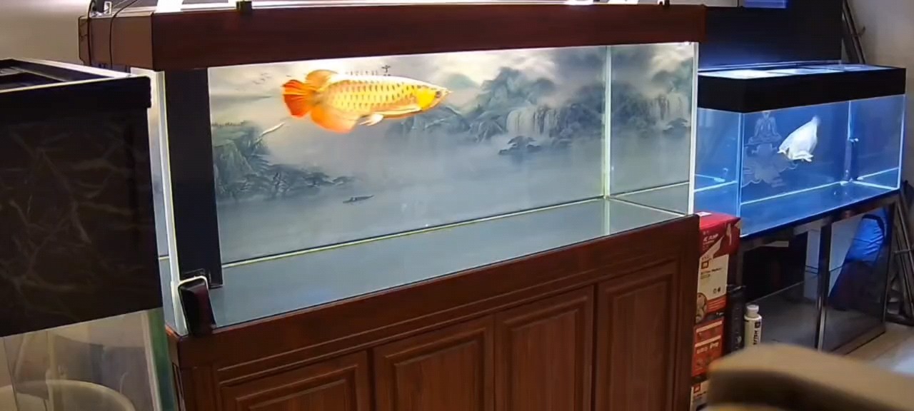 魚缸過濾器選購指南:自制魚缸過濾器魚缸上置過濾器對于養(yǎng)魚愛好者的必備知識 魚的狀態(tài)是需要慢慢調(diào)理的 龍魚論壇 魚的狀態(tài)是需要慢慢調(diào)理的 魚的狀態(tài)是需要慢慢調(diào)理的 龍魚論壇