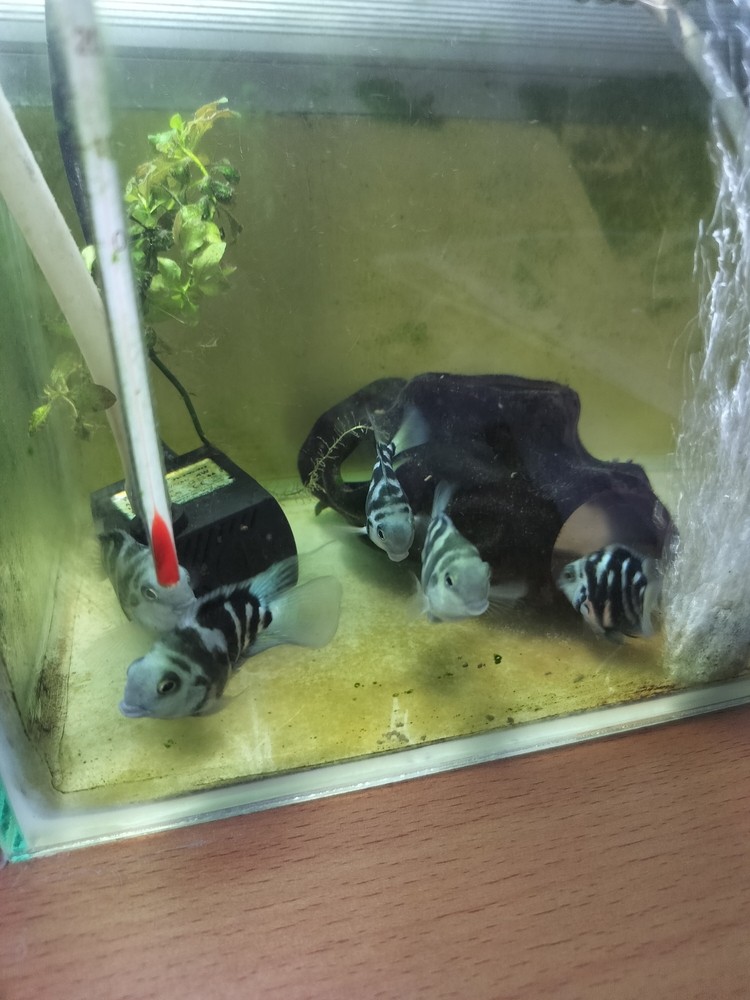 一直等著配對成功