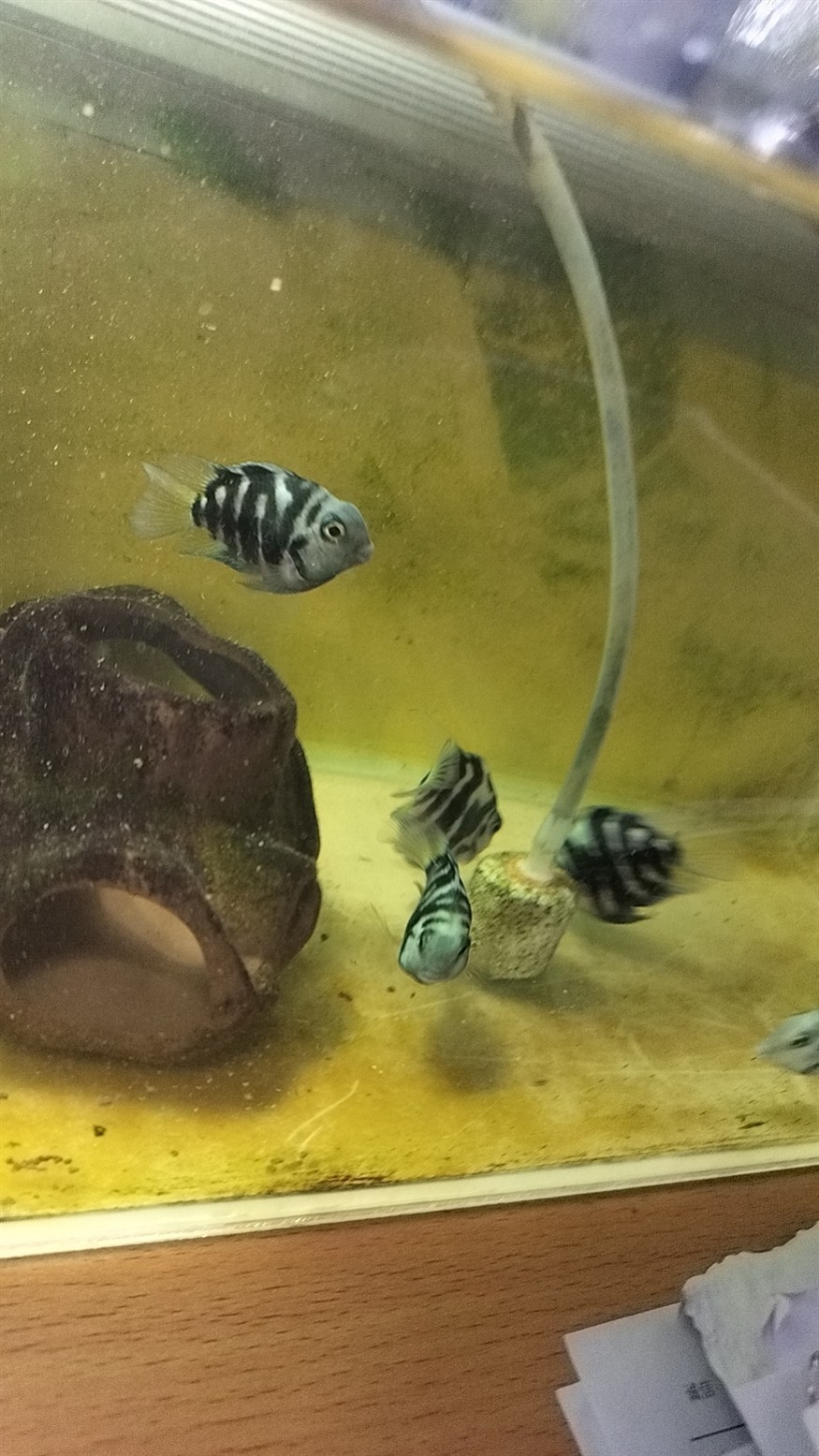 一直等著配對成功