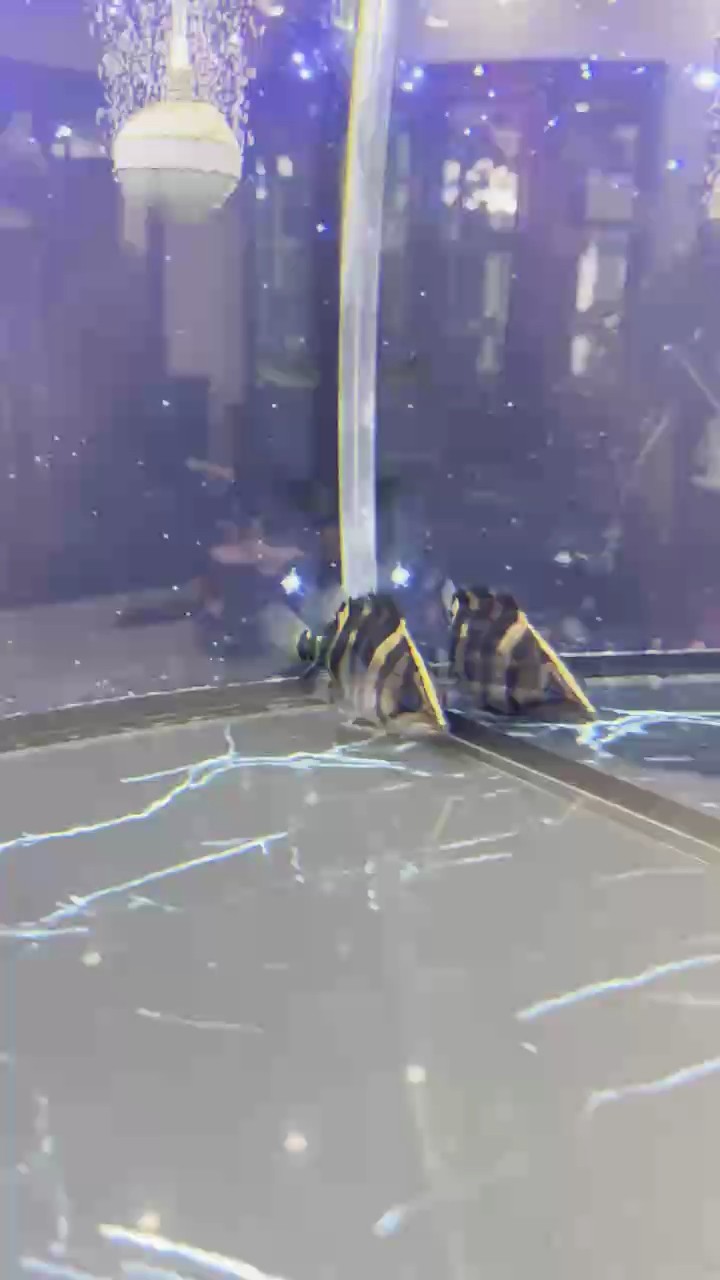 嚇死魚