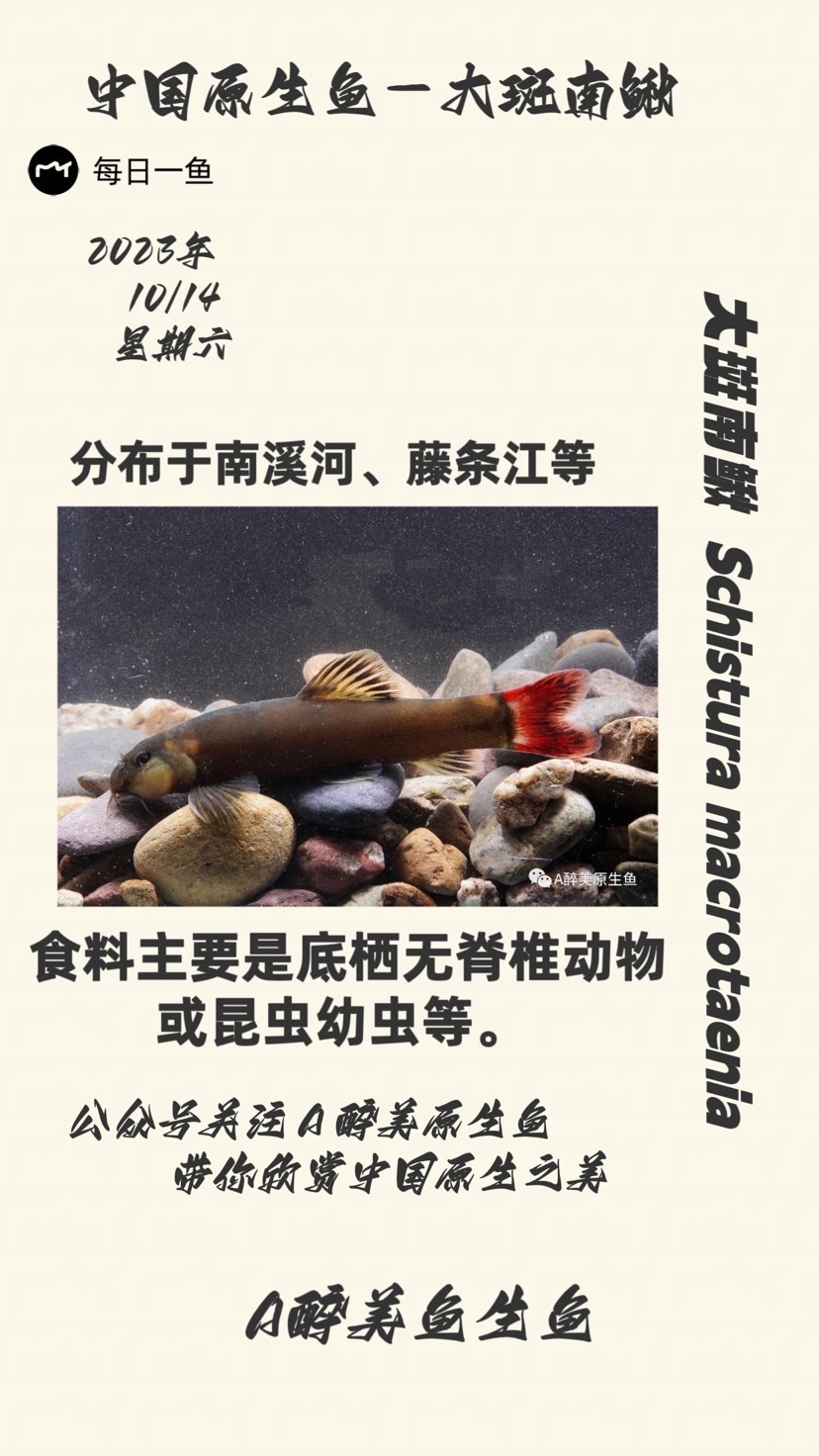 大斑南鰍 大斑南鰍 龍魚論壇