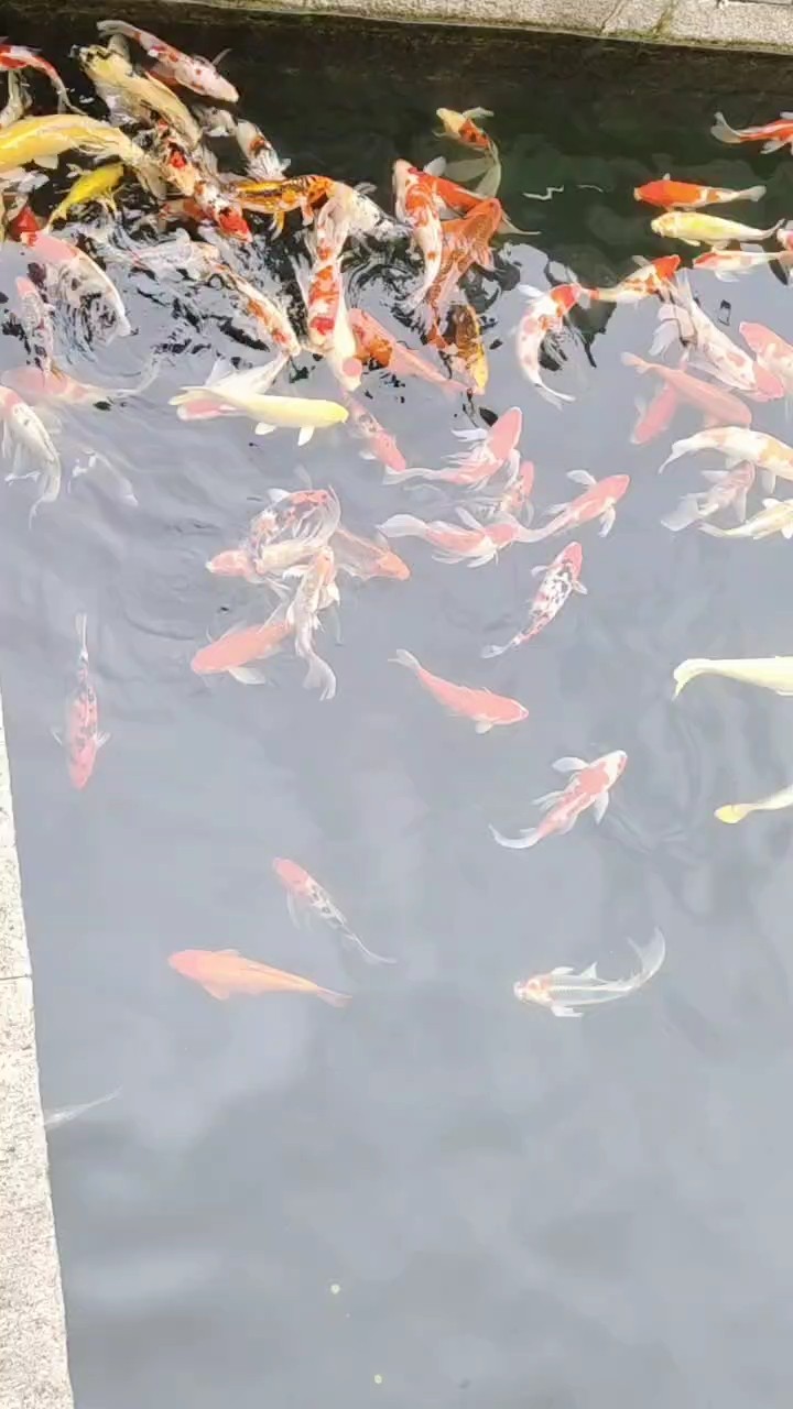 再看看錦鯉