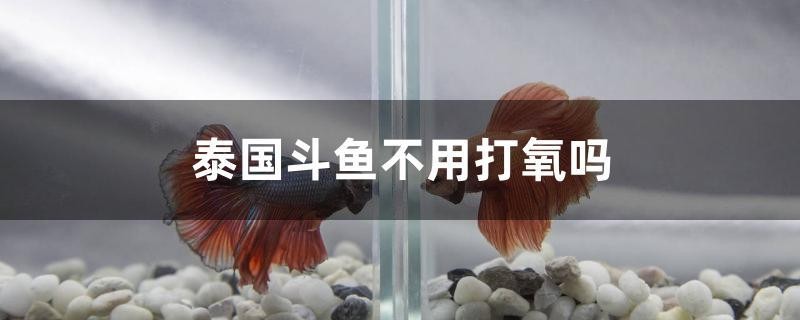 泰國斗魚不用打氧嗎
