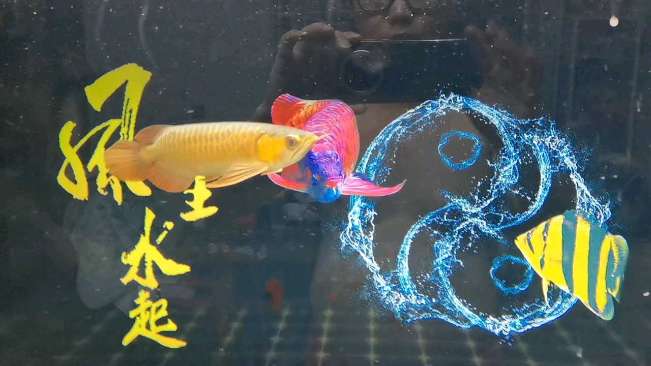 今天新請的龍魚入缸，記錄一下！