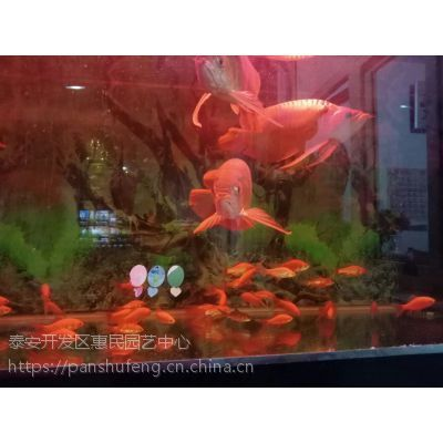 泰安紅龍魚價(jià)格2688貴嗎？
