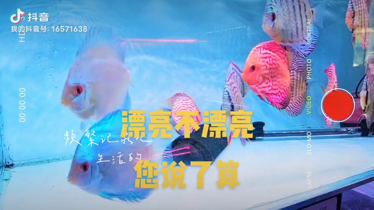 喜歡七彩神仙魚的友友們看過來！