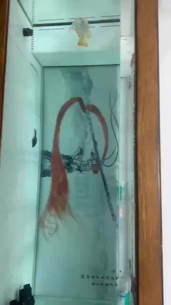 深夜換水，14天沒換，最近一直忙。