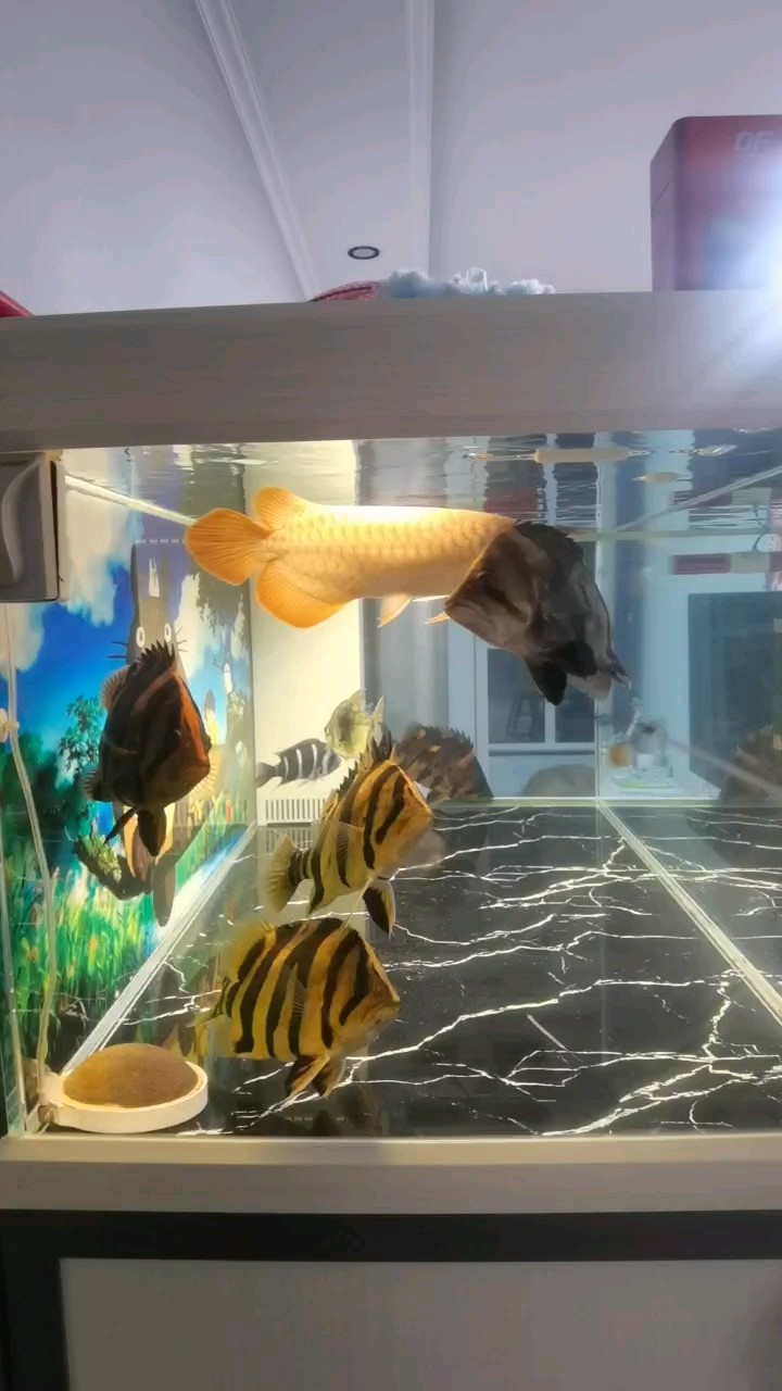 龍魚胡子斷裂后如何預防感染，龍魚胡子斷裂后如何預防感染， 龍魚胡子斷裂后如何預防感染，龍魚胡子斷裂后如何預防感染， 龍魚百科 第1張