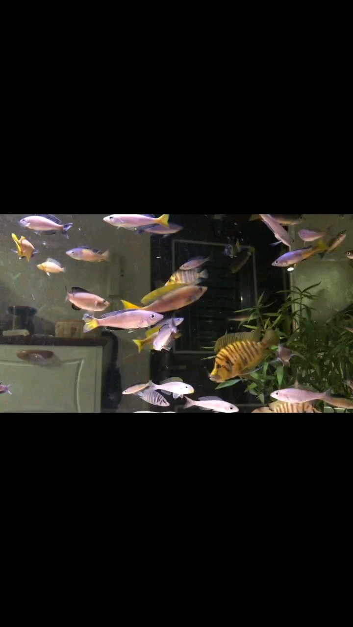 家和萬事興 家和萬事興 龍魚論壇