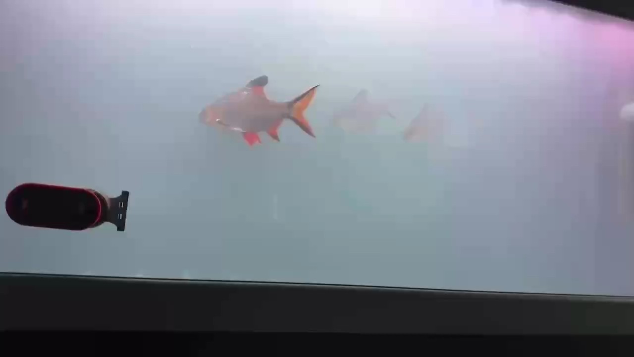 超血紅龍魚視頻播放(紅金龍魚視頻播放的信息，血紅龍魚好養嗎