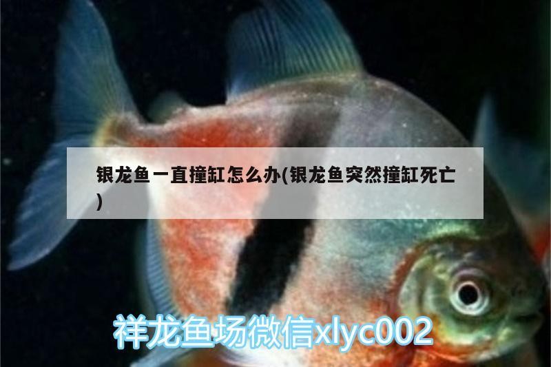 銀龍魚一直撞缸怎么辦(銀龍魚突然撞缸死亡)