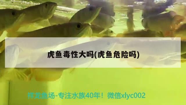 虎魚毒性大嗎(虎魚危險嗎)