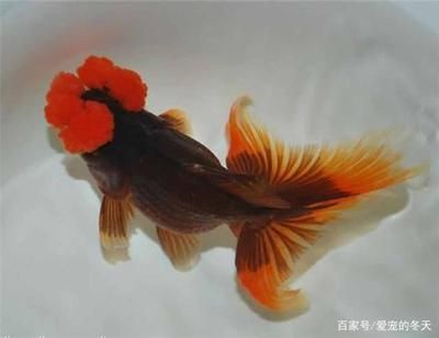 玻璃鋼魚缸和玻璃魚缸：玻璃鋼魚缸的優(yōu)點和缺點