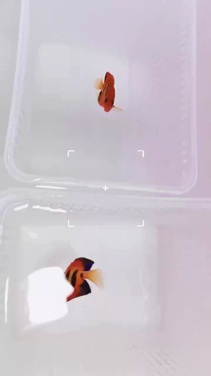 成品魚缸怎么改底濾：成品魚缸改底濾方法