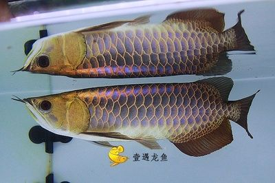 紅龍魚背上鱗片生黑點：紅龍魚背上的鱗片出現黑點可能是由于多種因素引起的
