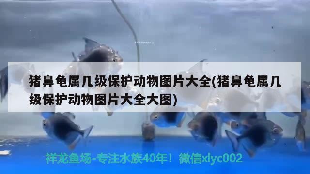 豬鼻龜屬幾級保護動物圖片大全(豬鼻龜屬幾級保護動物圖片大全大圖) 豬鼻龜屬幾級保護動物圖片大全(豬鼻龜屬幾級保護動物圖片大全大圖) 豬鼻龜百科