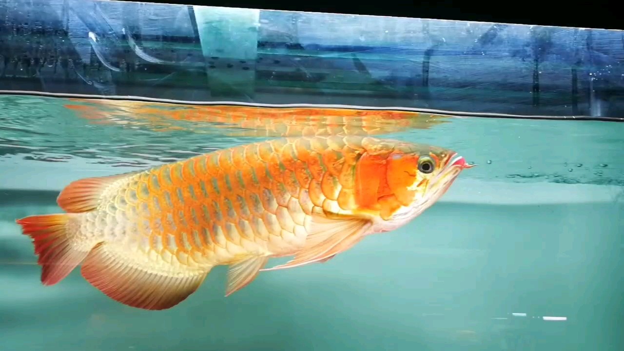 紅彤彤