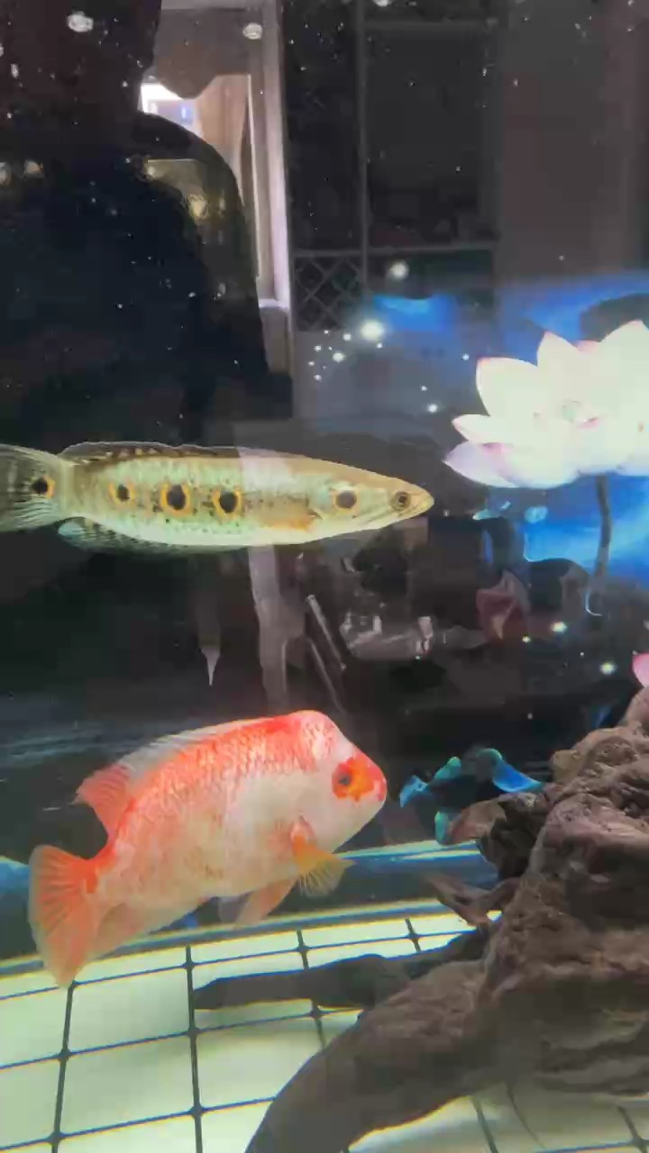 七彩海象魚 七彩海象魚 龍魚論壇