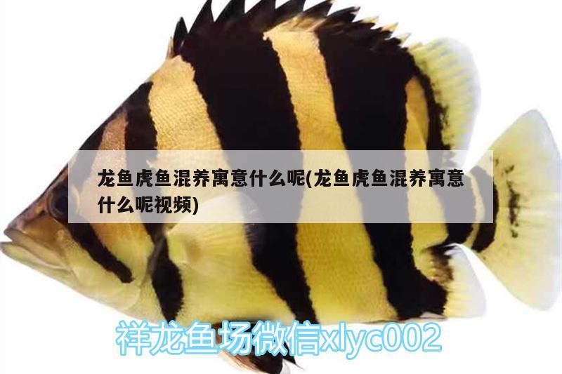 龍魚虎魚混養(yǎng)寓意什么呢(龍魚虎魚混養(yǎng)寓意什么呢視頻)