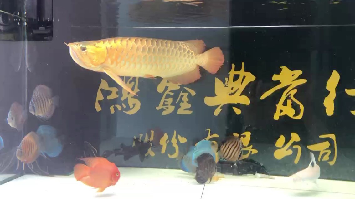 喜歡鼓喉嚨的公魚(yú)[aini][aini][aini][aini] 喜歡鼓喉嚨的公魚(yú)[aini][aini][aini][aini] 龍魚(yú)論壇