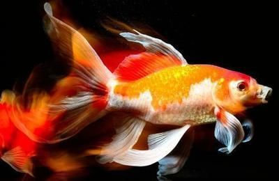 錦鯉跟龍魚混養要注意什么 錦鯉跟龍魚混養要注意什么 龍魚百科 第1張