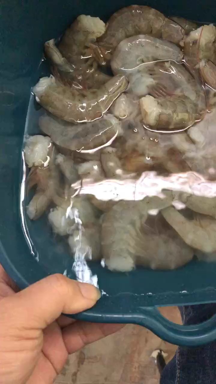 科學(xué)界對“龍魚神龜”有何看法，湖光巖未解之謎 科學(xué)界對“龍魚神龜”有何看法，湖光巖未解之謎 龍魚百科 第2張
