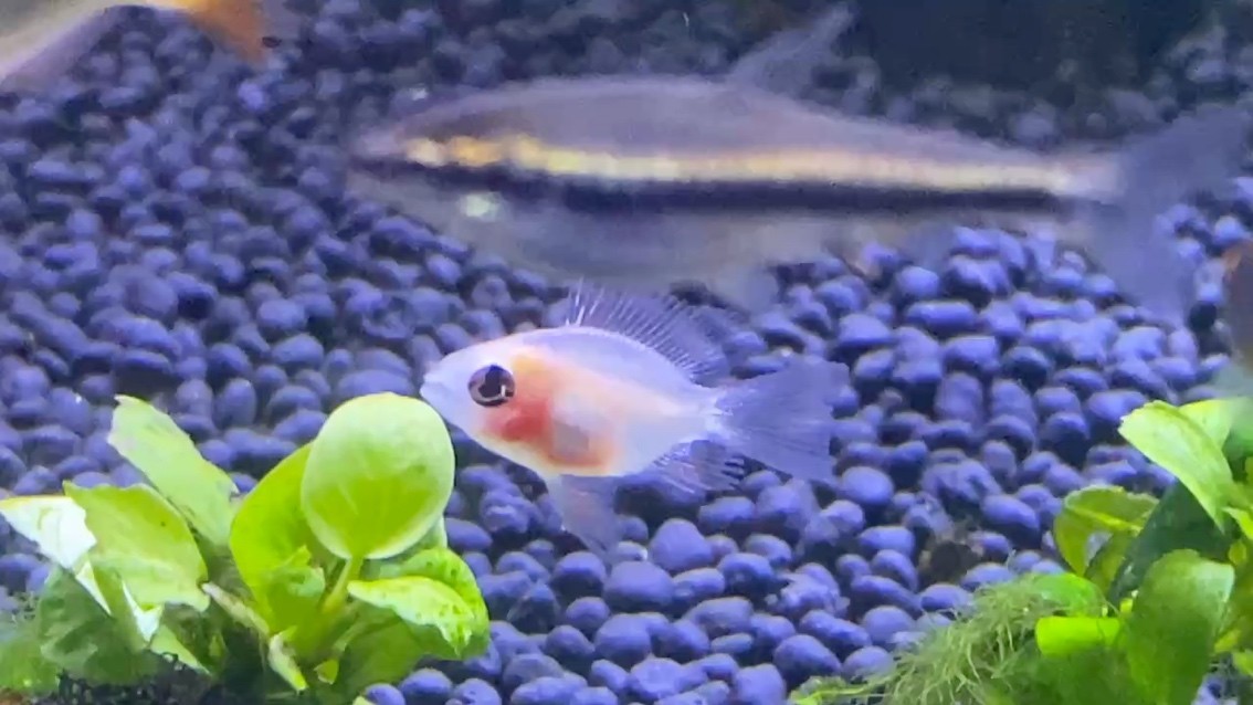 金波子 金波子 龍魚論壇