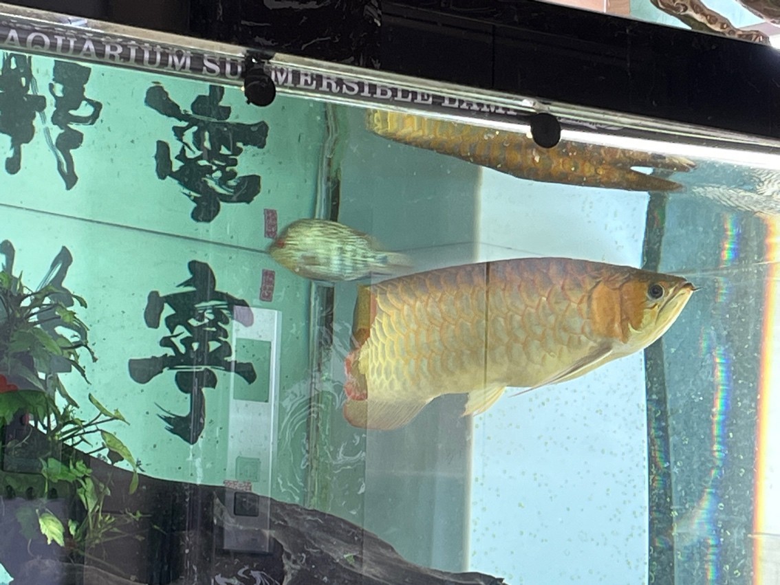 6800，自提。 6800，自提。 龍魚論壇 第2張
