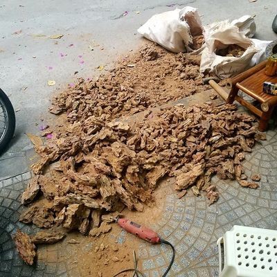 觀賞魚平平魚的公母區別圖 觀賞魚平平魚的公母區別圖 觀賞魚百科