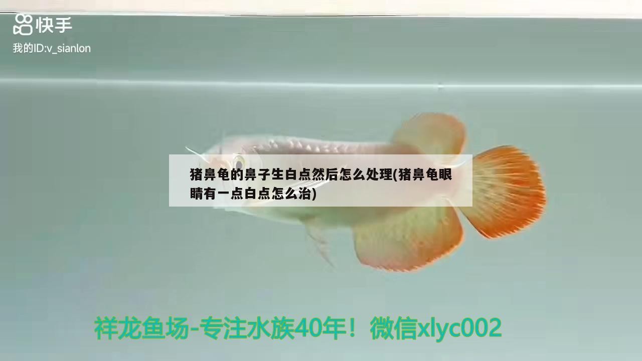 豬鼻龜?shù)谋亲由c(diǎn)然后怎么處理(豬鼻龜眼睛有一點(diǎn)白點(diǎn)怎么治)