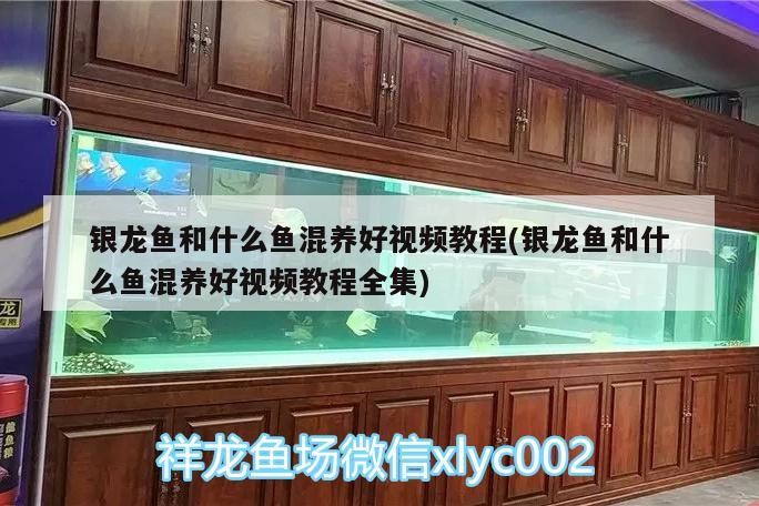 銀龍魚和什么魚混養(yǎng)好視頻教程(銀龍魚和什么魚混養(yǎng)好視頻教程全集)
