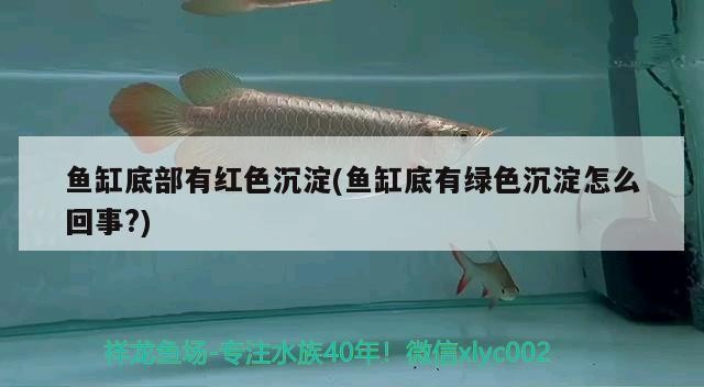 龍魚干蝦有營養(yǎng)嗎 森森小鯉過濾器怎么安裝(森森小鯉過濾器安裝視頻) 森森魚缸 森森小鯉過濾器怎么安裝(森森小鯉過濾器安裝視頻) 森森小鯉過濾器怎么安裝(森森小鯉過濾器安裝視頻) 森森魚缸
