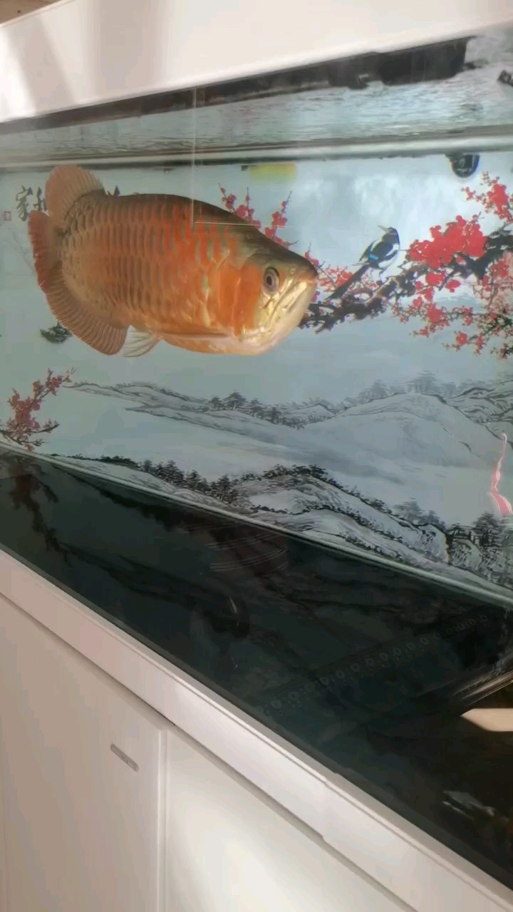見龍卸甲