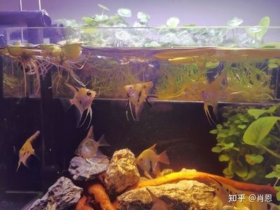 成品小魚缸需要改造嗎？：成品小魚缸是否需要改造