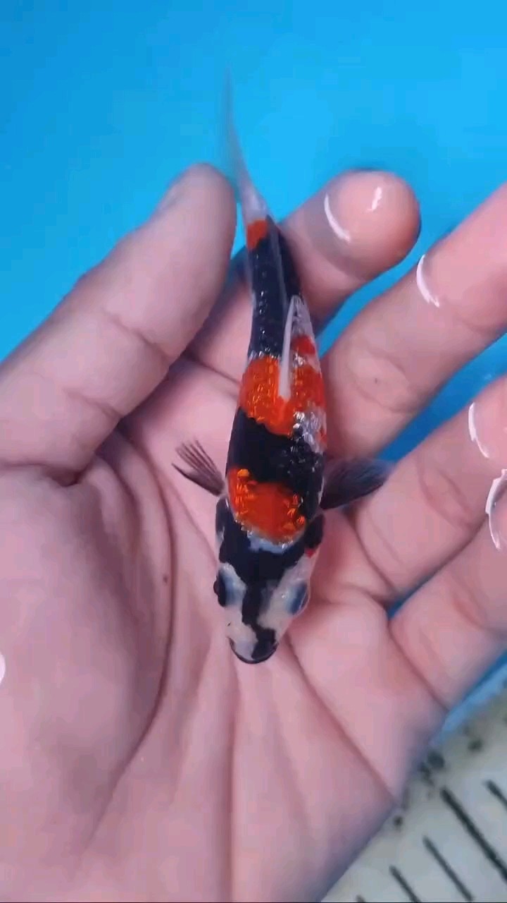 獨一條留養級