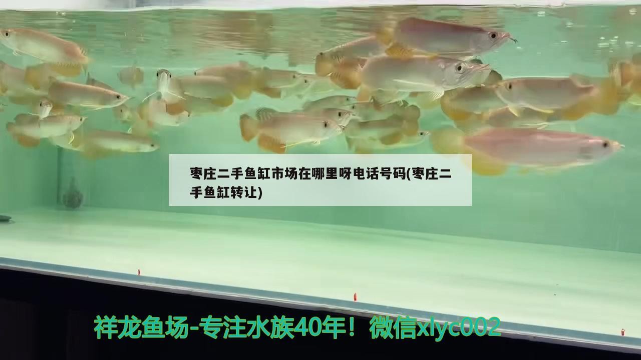 棗莊二手魚缸市場在哪里呀電話號碼(棗莊二手魚缸轉讓)