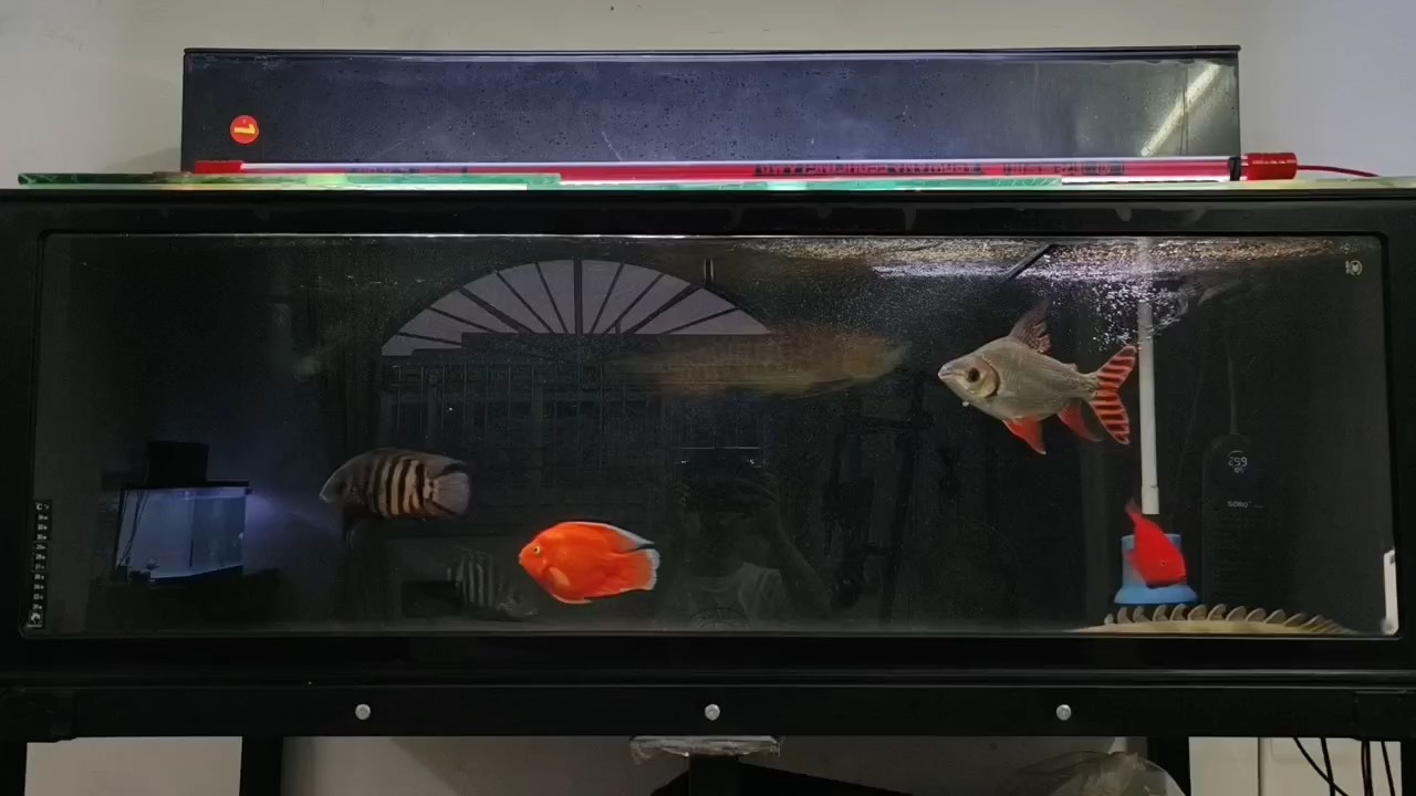 更新一下自家的小龍