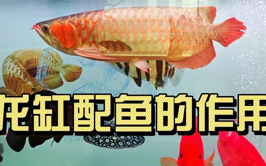 紅龍魚單養還是加配魚好：紅龍魚單養和混養各自的優缺點及注意事項 紅龍魚單養還是加配魚好：紅龍魚單養和混養各自的優缺點及注意事項 紅龍魚百科 第4張