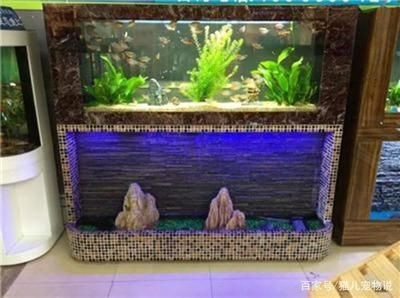 多久換水魚缸合適：養魚水質管理全攻略