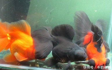 大魚缸養金魚幾條最好旺財：養金魚的數量應該是多少？