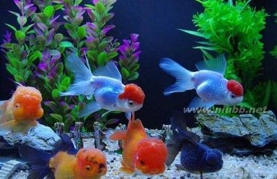 大魚缸養金魚幾條最好旺財：養金魚的數量應該是多少？