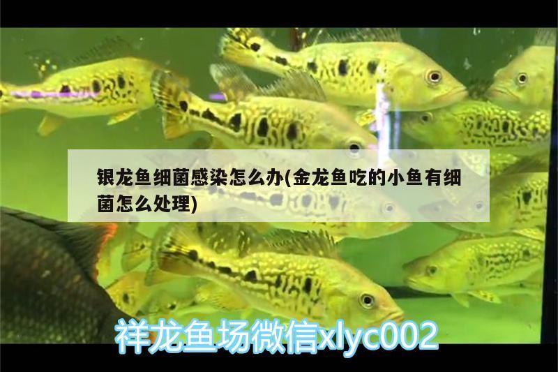 小型魚 銀龍魚細菌感染怎么辦(金龍魚吃的小魚有細菌怎么處理) 銀龍魚百科 銀龍魚細菌感染怎么辦(金龍魚吃的小魚有細菌怎么處理) 銀龍魚細菌感染怎么辦(金龍魚吃的小魚有細菌怎么處理) 銀龍魚百科