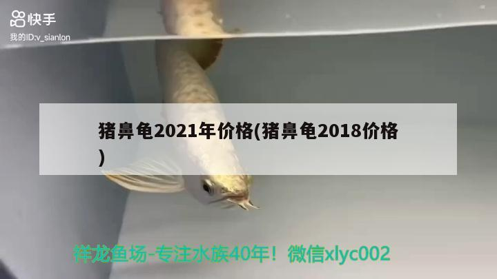 豬鼻龜2021年價格(豬鼻龜2018價格) 豬鼻龜2021年價格(豬鼻龜2018價格) 豬鼻龜百科