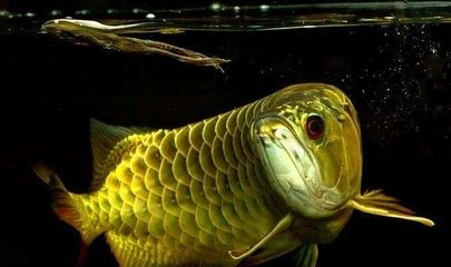 紅龍魚和銀龍魚哪個貴一點：紅龍魚價格普遍高于銀龍魚的價格普遍高于銀龍魚
