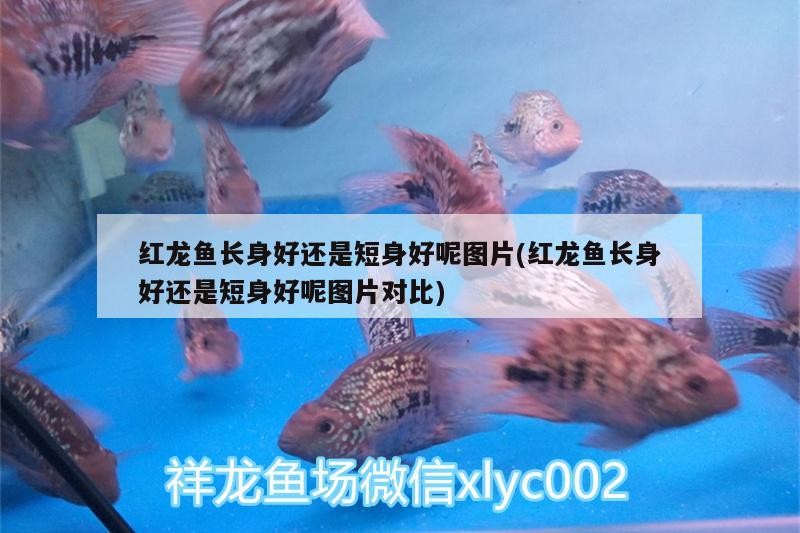 紅龍魚長身好還是短身好呢圖片(紅龍魚長身好還是短身好呢圖片對比)