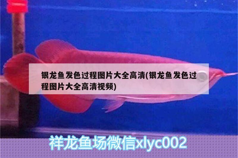 銀龍魚發色過程圖片大全高清(銀龍魚發色過程圖片大全高清視頻)