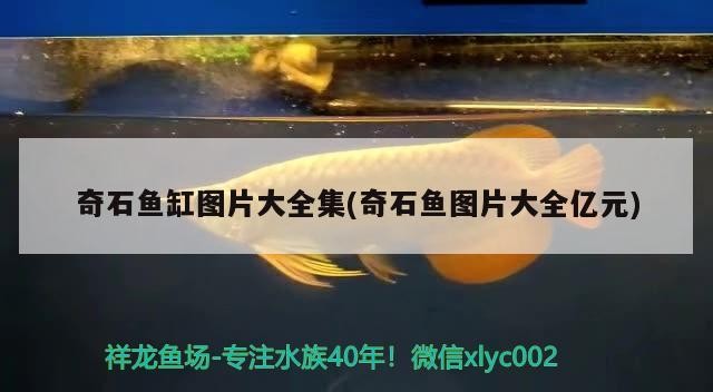 奇石魚缸圖片大全集(奇石魚圖片大全億元)